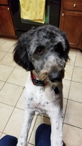 Pet Supply Store «Petco Animal Supplies», reviews and photos, 1520 N Parham Rd, Henrico, VA 23229, USA