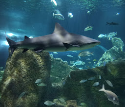 Acuario Michin Guadalajara photo