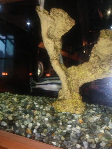 Caterer «Catfish City & BBQ Grill», reviews and photos, 1817 S University Ave, Little Rock, AR 72204, USA