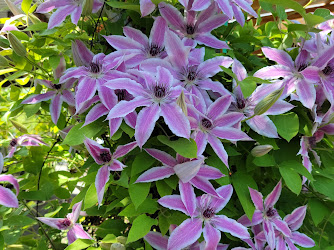 Shady Creek Gardens & Ponds