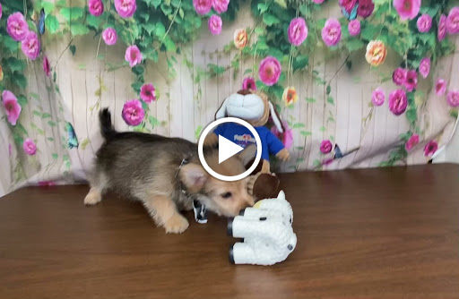 Pet Store «Puppy Love», reviews and photos, 4802 Valley View Blvd NW Uf290, Roanoke, VA 24012, USA