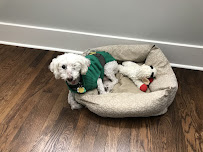 Sit.Stay.Play! Pet Sitting - Photo 4 - Car repair in , Memphis