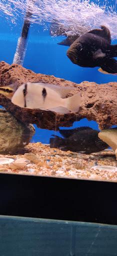 Tropical Fish Store «Xtreme Fish & Pets», reviews and photos, 11415 Bellaire Blvd # A, Houston, TX 77072, USA