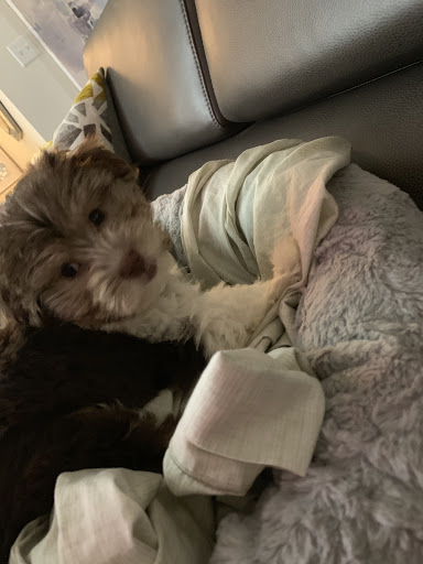 Pet Store «Petland of Plantation», reviews and photos, 801 S University Dr, Plantation, FL 33324, USA