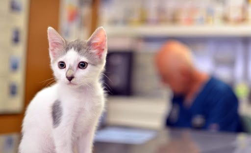 Dovet Clínica Veterinaria en Badajoz
