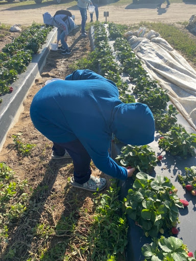 Tourist Attraction «Sugar Hill U-pick Farms», reviews and photos, 3595 Co Rd 59, Verbena, AL 36091, USA