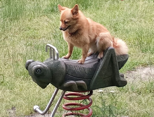 Dr.med.vet. Birgit Lindemeier vet unter Sobernheim, Rheinland-Pfalz