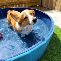 Bellevue Pet Adventures - Photo 2 - Car repair in Bellevue, NE, Omaha