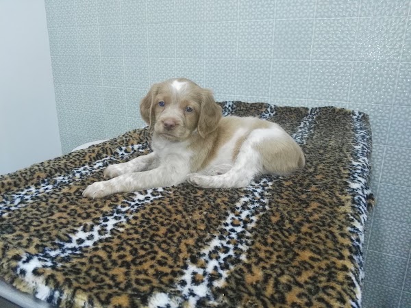 Clinica Veterinaria Gandhi
