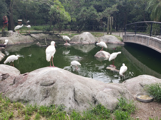 Zoo «Jacksonville Zoo and Gardens», reviews and photos, 370 Zoo Pkwy, Jacksonville, FL 32218, USA