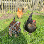 Photo n°3 de l'avis de sabine.t fait le 24/03/2024 à 17:45 sur le  Dielencafé zum Kittlitzer Hofsee à Kittlitz