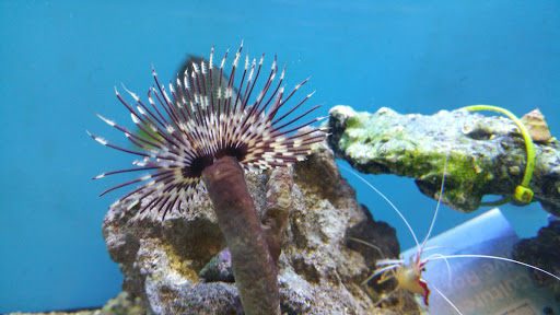 Pet Supply Store «Petco Animal Supplies», reviews and photos, 298 Spring Creek Drive, Franklin, TN 37067, USA