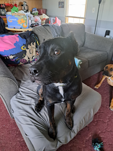 Clare County Animal Shelter