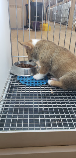 Pet Store «Petland Topeka», reviews and photos, 1801 SW Wanamaker Rd, Topeka, KS 66614, USA