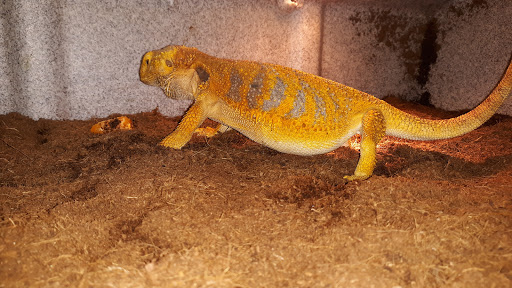 Reptile Store «Reptile Pets Direct», reviews and photos, 8088 Pat Booker Rd, Live Oak, TX 78233, USA