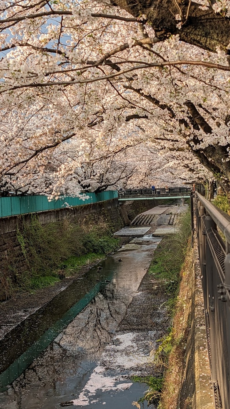 麻生川桜並木