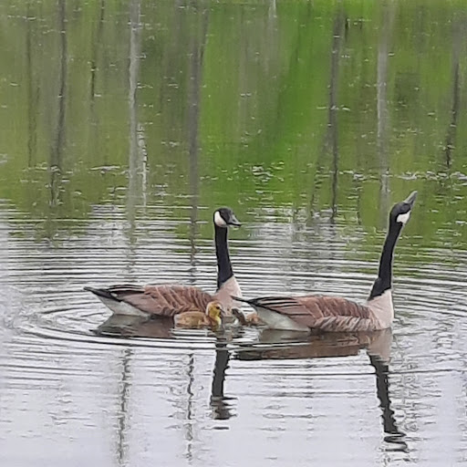 Golf Course «Old Capital Golf Clubhouse», reviews and photos, 1605 IN