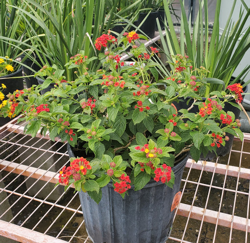 Plant Nursery «HOUSTON PLANTS & GARDEN WORLD», reviews and photos, 16726 North Fwy, Houston, TX 77090, USA