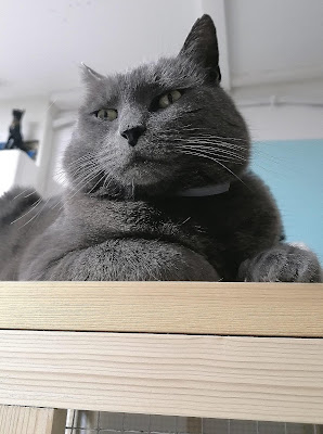 la bande à Cookie (pension pour chats) à Villerupt
