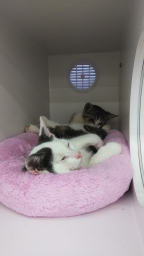 Pet Supply Store «Pet Supplies Plus», reviews and photos, 22124 Ecorse Rd, Taylor, MI 48180, USA