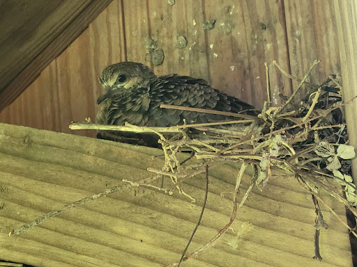 Zoo «Buttonwood Park Zoo», reviews and photos, 425 Hawthorn St, New Bedford, MA 02740, USA