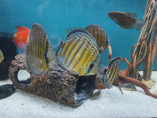 Pet Store «Oak Park Natural Pet & Fish», reviews and photos, 23 N Harlem Ave, Oak Park, IL 60302, USA