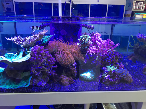 Tropical Fish Store «Blue Reef Aquatics», reviews and photos, 5960 Losee Rd, North Las Vegas, NV 89081, USA