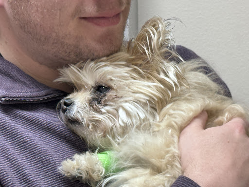 All About Pets image