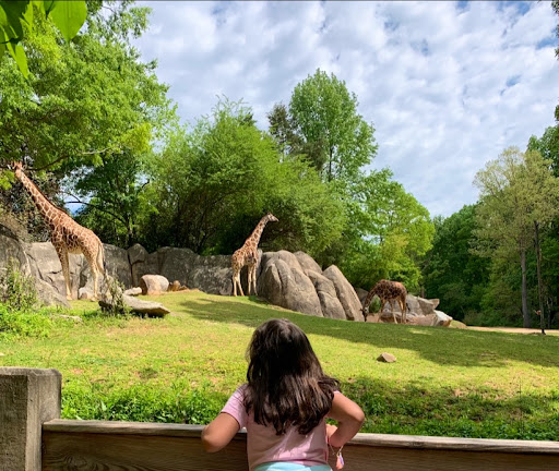 Zoo «North Carolina Zoo», reviews and photos, 4401 Zoo Pkwy, Asheboro, NC 27205, USA