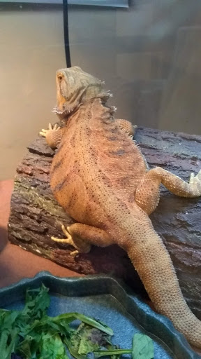 Pet Supply Store «PetSmart», reviews and photos, 2500 Posner Blvd, Davenport, FL 33837, USA