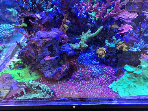 Pet Store «Creative Aquariums of Tampa», reviews and photos, 150 S Dale Mabry Hwy, Tampa, FL 33609, USA