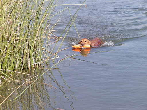 Pet Supply Store «Arcata Pet», reviews and photos, 600 F St #6, Arcata, CA 95521, USA