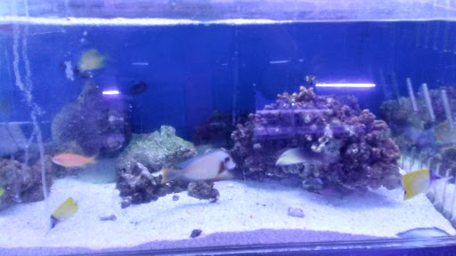 Tropical Fish Store «Aquarium World», reviews and photos, 116 S Earl Ave, Lafayette, IN 47904, USA