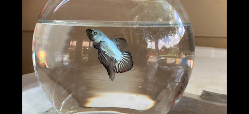 Pet Supply Store «Petco Animal Supplies», reviews and photos, 3055 N President George Bush Hwy, Garland, TX 75040, USA