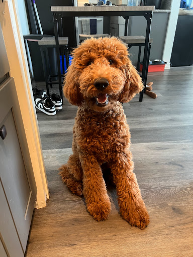 Renegade Standard Poodles