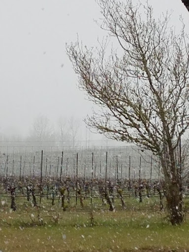 Winery «Benton-Lane Winery», reviews and photos, 23924 Territorial Rd, Monroe, OR 97456, USA