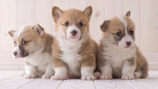 11798 IN-13, North Manchester, IN 46962, USA