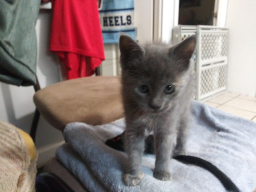 Pet Supply Store «PetSmart», reviews and photos, 1232 Hooper Ave, Toms River, NJ 08753, USA