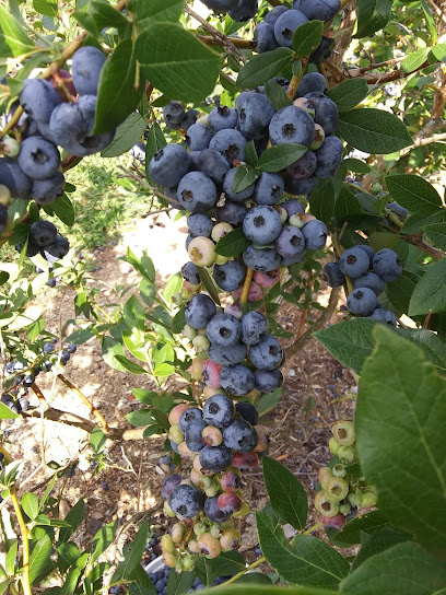 Rocky Ridge Blueberry Farm