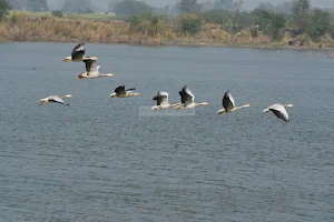Patna Bird Sanctuary image
