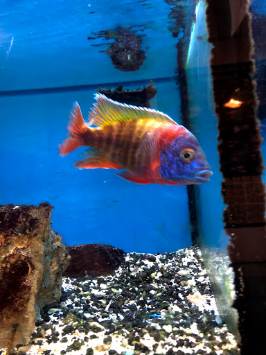 Pet Store «Pets Plus Inc», reviews and photos, 2610 Jefferson Davis Hwy, Stafford, VA 22554, USA