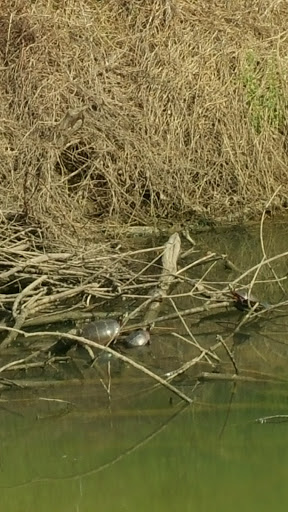 Park «Meadowbrook Park», reviews and photos, 5001 Meadowbrook Ln, Ellicott City, MD 21043, USA