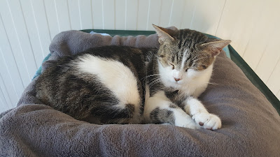Société Havraise de Protection des Animaux à Le Havre