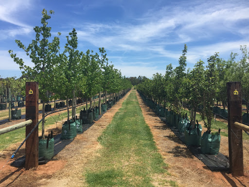 Instant Tree Nursery