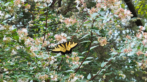 Museum «Gunston Hall», reviews and photos, 10709 Gunston Rd, Lorton, VA 22079, USA