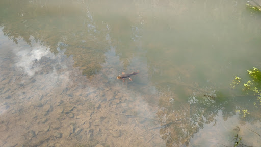 Forestry Service «Hopkins Demonstration Forest», reviews and photos, 16750 S Brockway Rd, Oregon City, OR 97045, USA