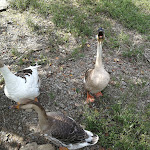 Photo n° 10 de l'avis de Romain.a fait le 08/08/2017 à 22:05 pour La Ferme Du Bon'Air à Lourdes