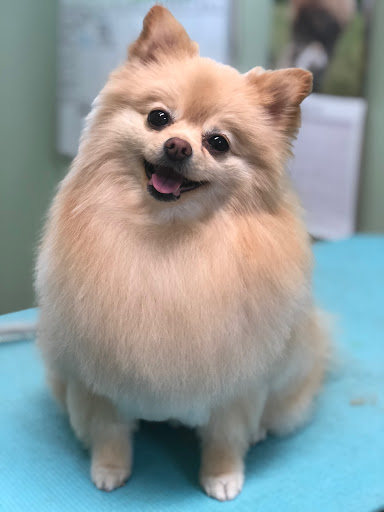 Pet Groomer «Doggie Style Bowtique», reviews and photos, 1713 Westport Rd, Kansas City, MO 64111, USA