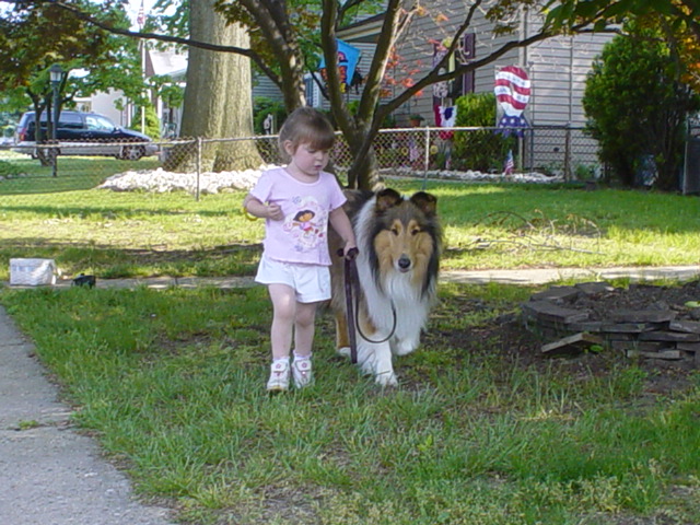 K9 Ability Dog Training