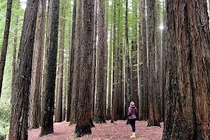 The Redwoods Otways image